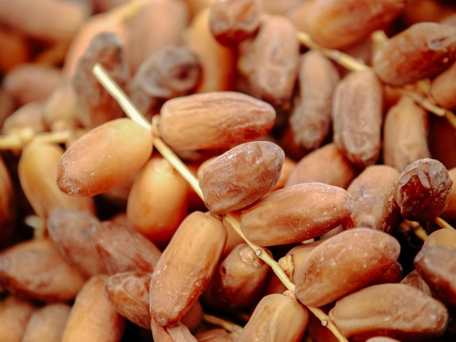 Harvesting Deglet Nour dates in Biskra, Algeria